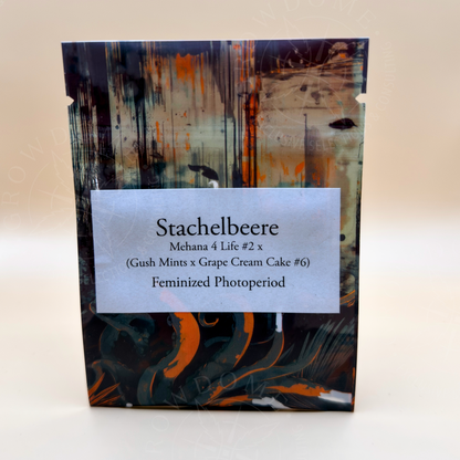 Gooseberry / Stachelbeere (feminisiert)