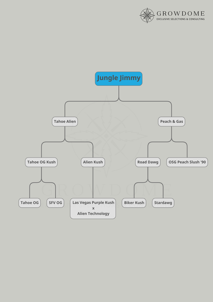 Jungle Jimmy (feminisiert)