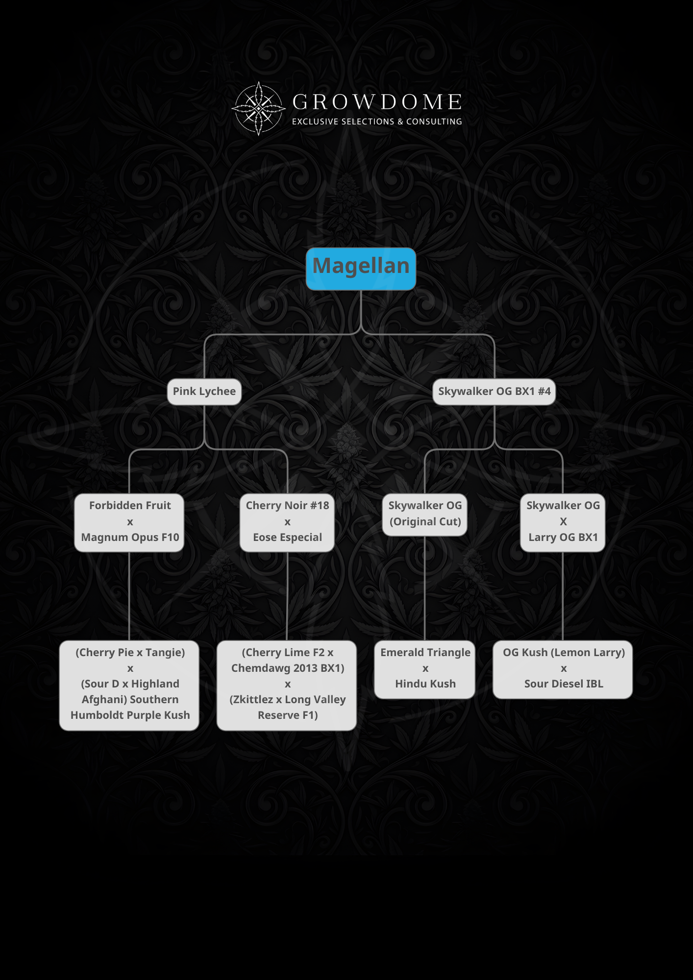 Magellan (feminisiert)