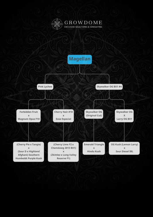 Magellan (feminisiert)