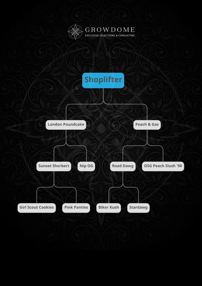 Shoplifter (regulär)