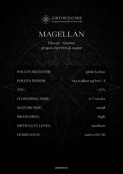 Magellan (feminisiert)