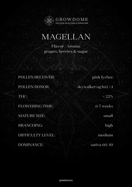 Magellan (feminisiert)