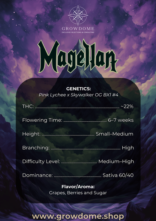 Magellan (feminisiert)