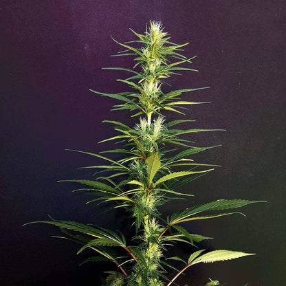 Moroccan Beldia (reg)
