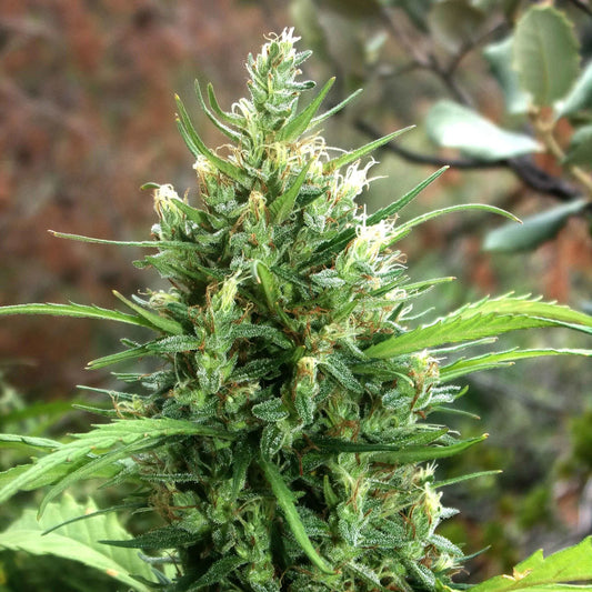 Moroccan Beldia (reg)