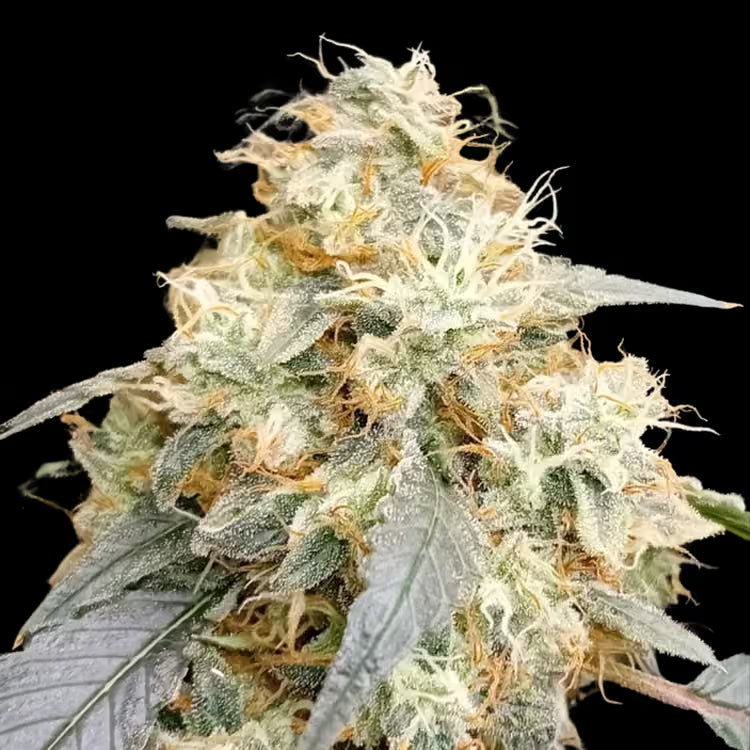 OG Scotti (reg)