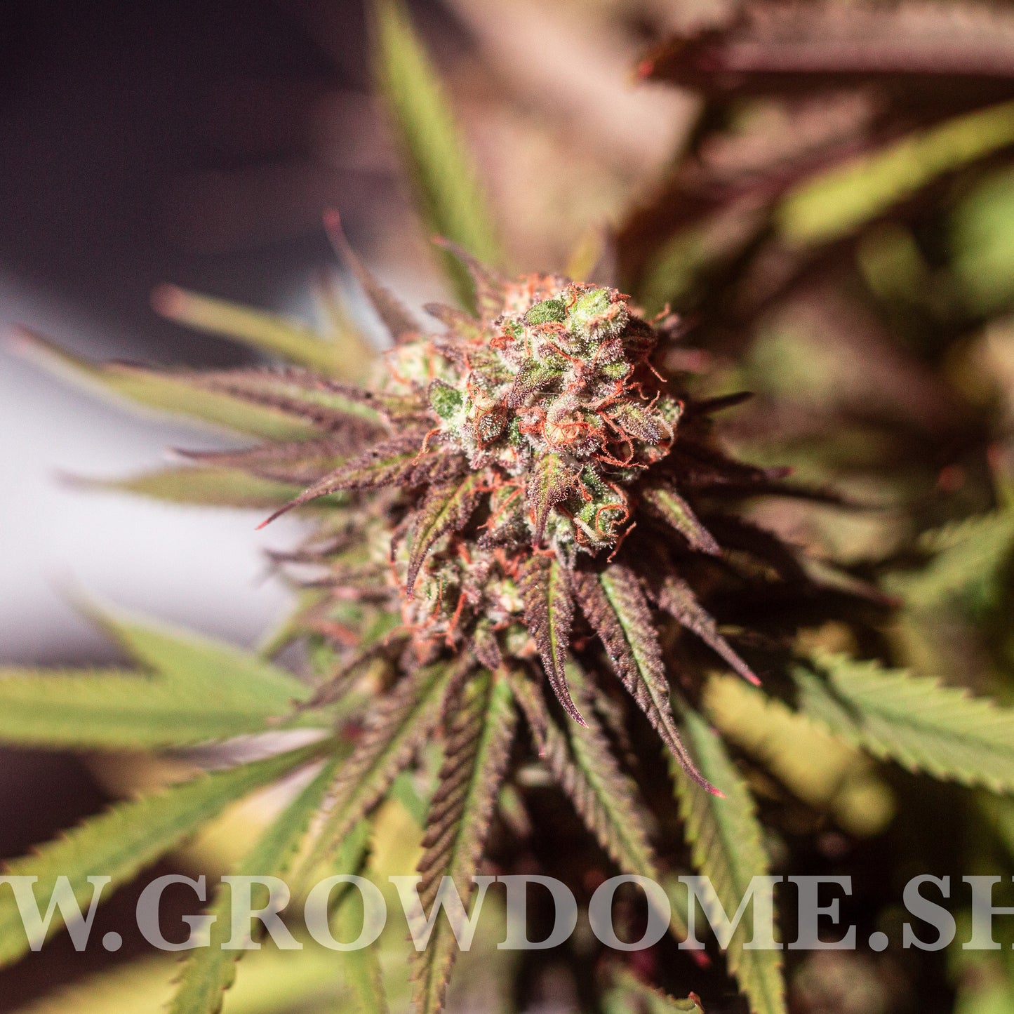 Pink Lychee #3