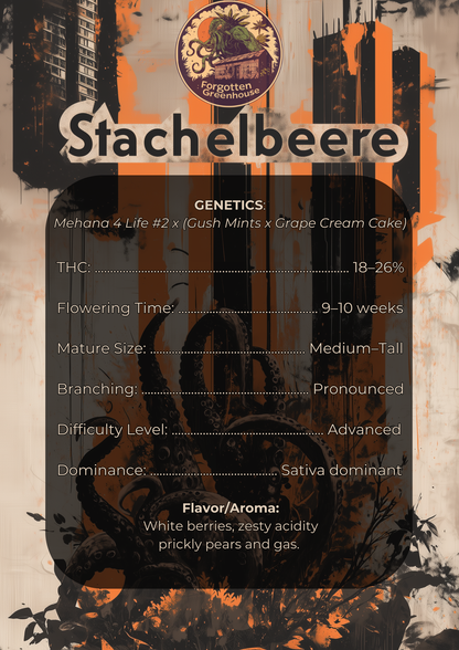 Gooseberry / Stachelbeere (feminisiert)