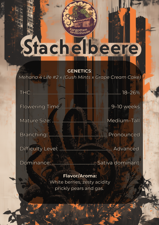Gooseberry / Stachelbeere (feminisiert)