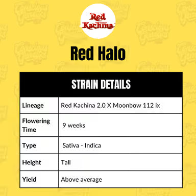 Red Halo (fem)