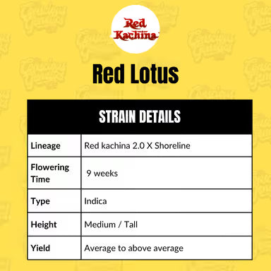 Red Lotus (fem)