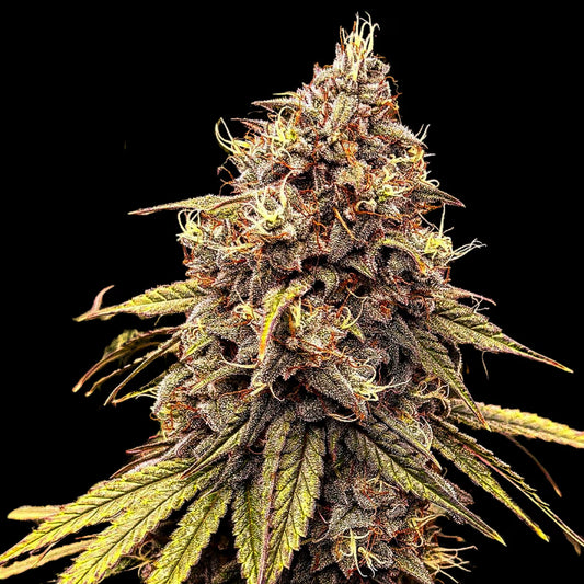 Zapplewoodz (fem)
