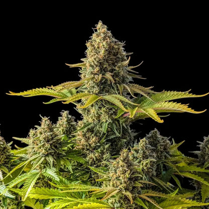 Alien Cheddar Mintz© Mutant Reg