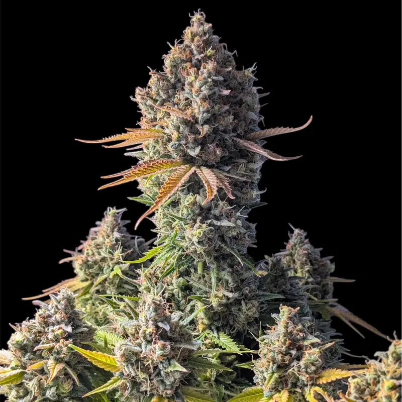 Alien Cheddar Mintz© Mutant Reg