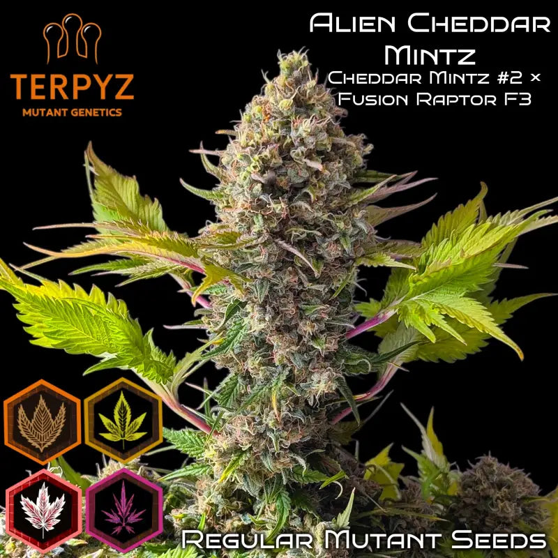 Alien Cheddar Mintz© Mutant Reg