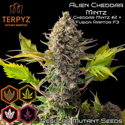 Alien Cheddar Mintz© Mutant Reg