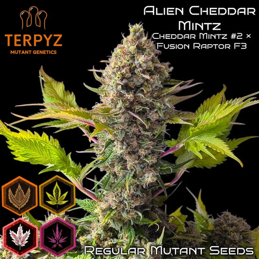Alien Cheddar Mintz© Mutant Reg