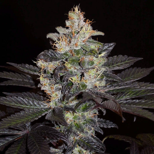 Balkh Hash Plant (reg)