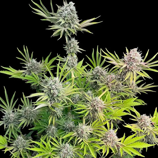 Dirty Sour© Fem *LIMITED*
