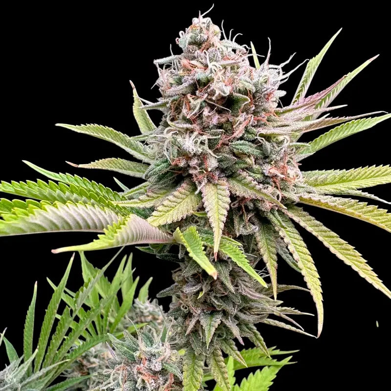 Dirty Sour© Fem *LIMITED*