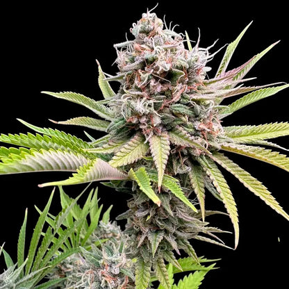 Dirty Sour© Fem *LIMITED*