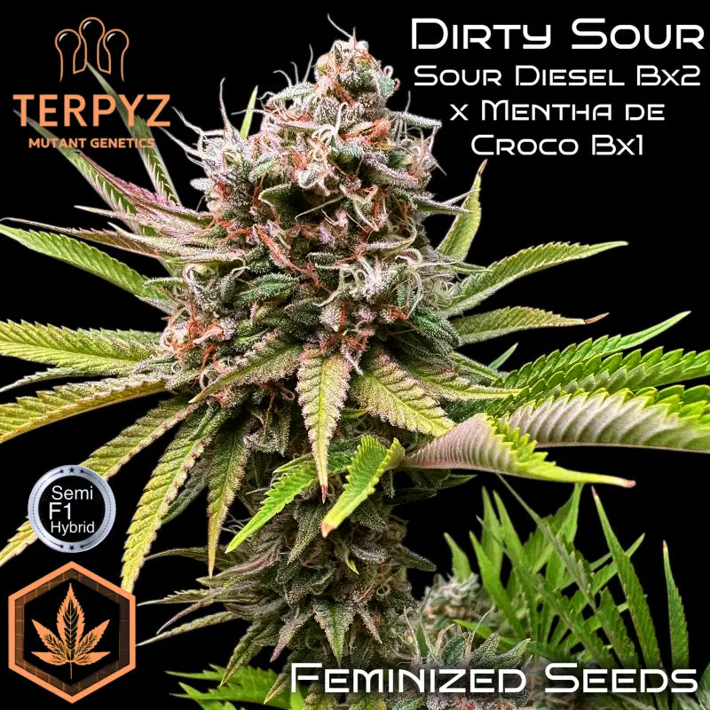 Dirty Sour© Fem *LIMITED*
