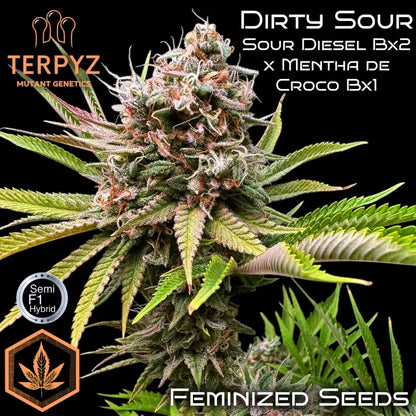 Dirty Sour© Fem *LIMITED*