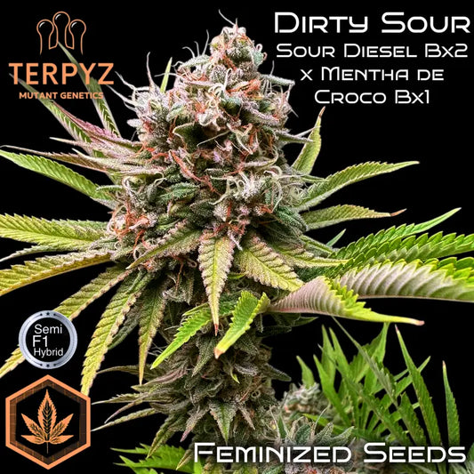 Dirty Sour© Fem *LIMITED*