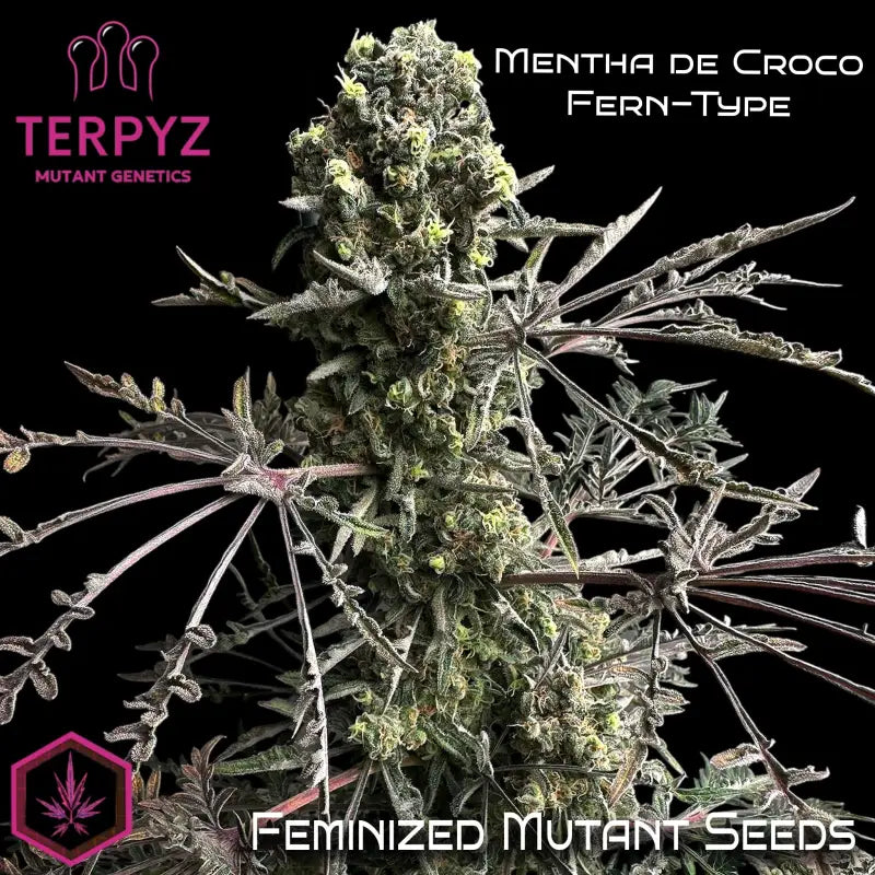 Mentha de Croco© Fern-Type Female