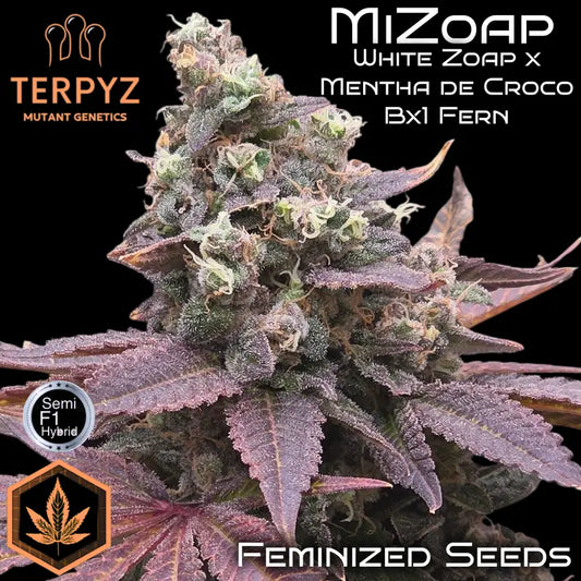 MiZoap© Fem *LIMITED*