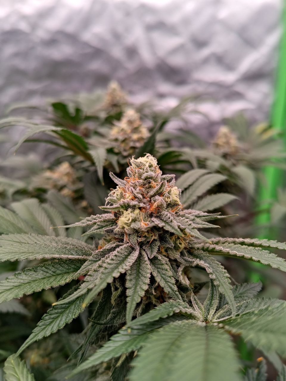 Peach and Gas #8 (feminisiert)