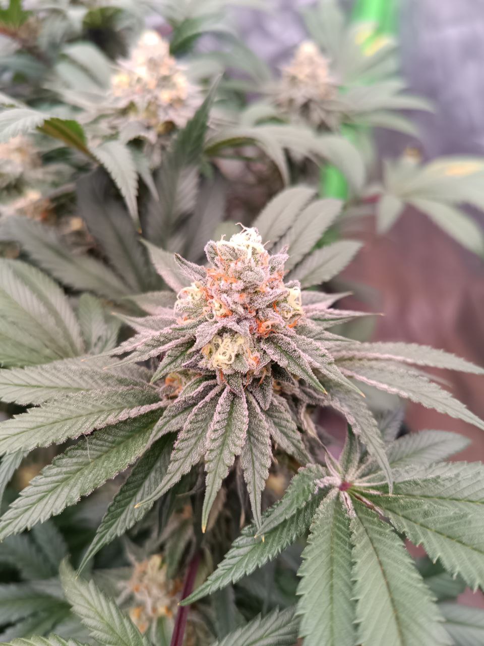 Peach and Gas #8 (feminisiert)