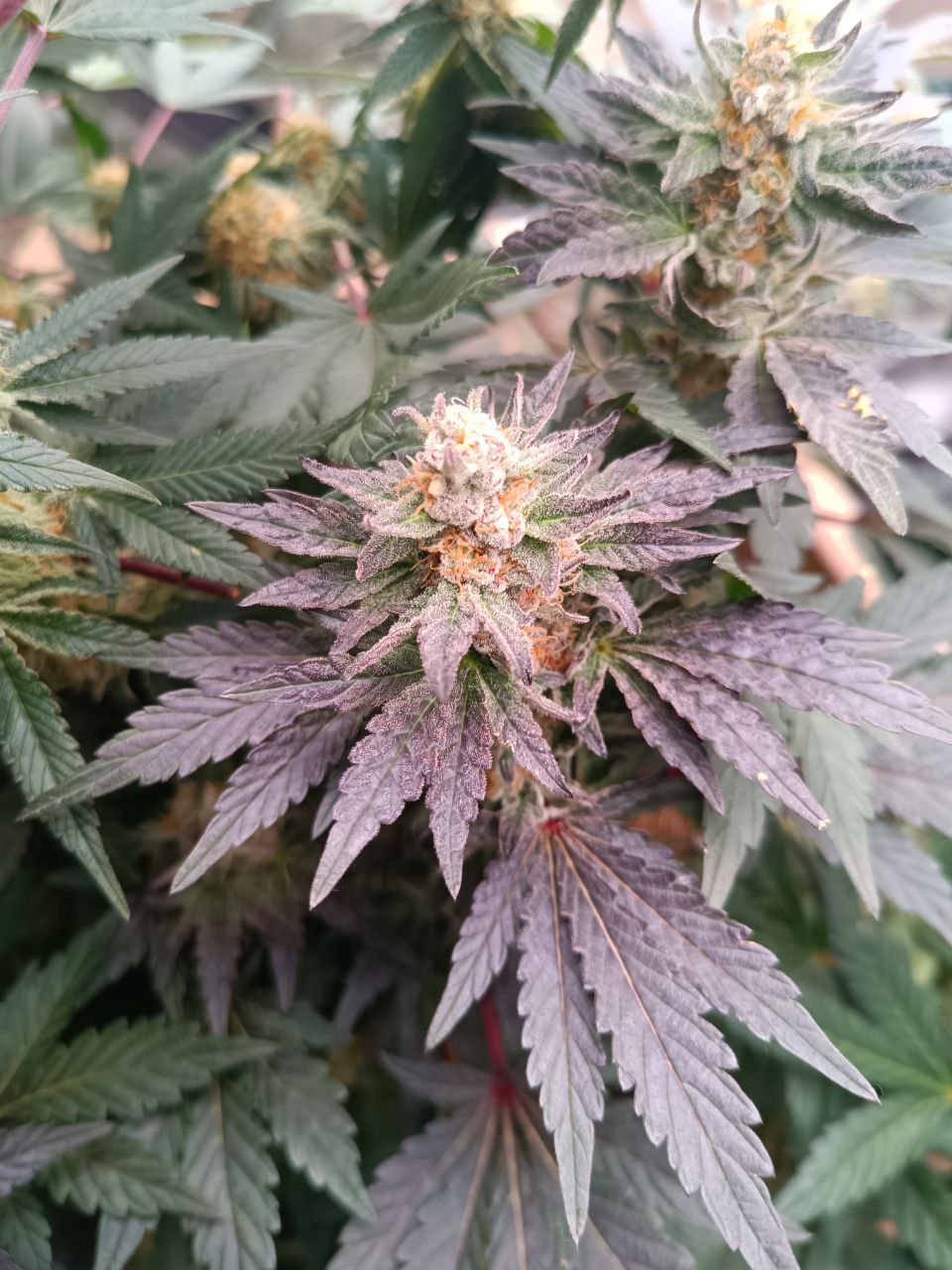 Jungle Jimmy (feminisiert)