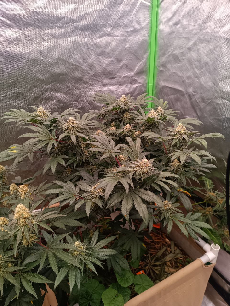 Peach and Gas #8 (feminisiert)