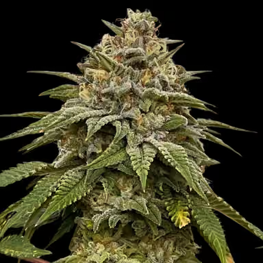 Red Halo (fem)