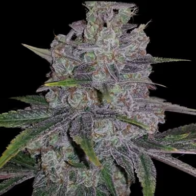 Red Lotus (fem)