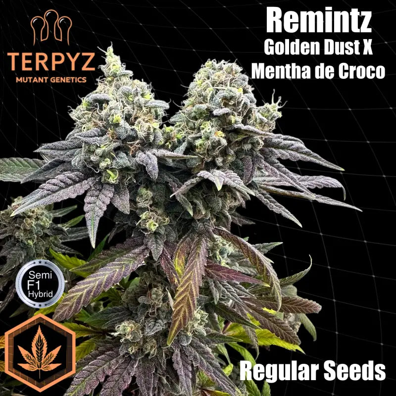 Remintz© Semi-F1 Reg