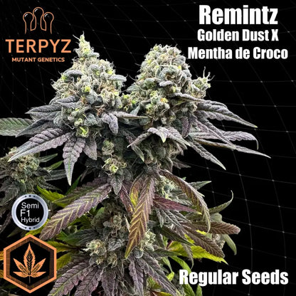 Remintz© Semi-F1 Reg