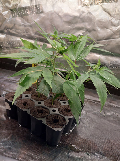 Sweet Stinky Cheese #4