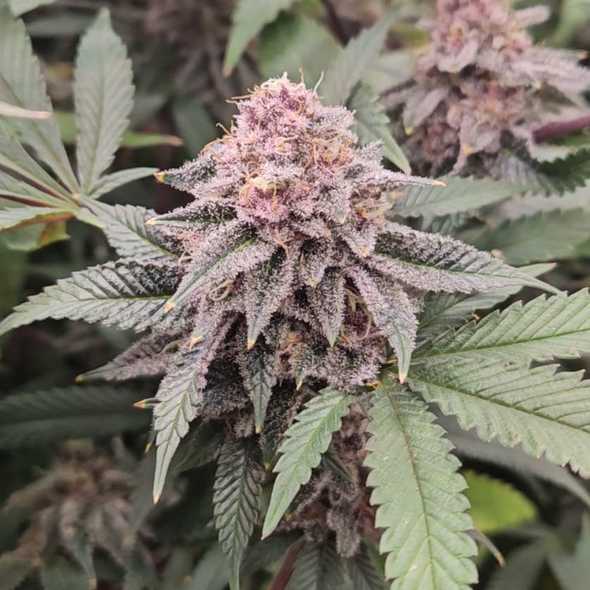 Frosted Cherry