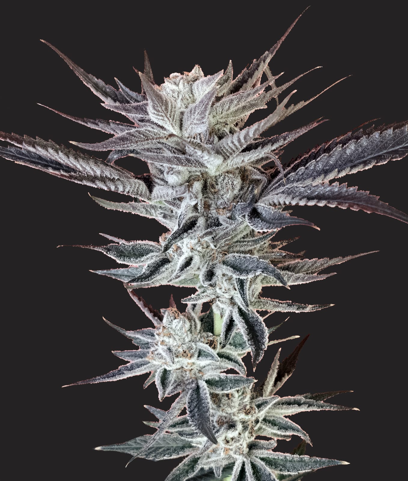 Hoodwink *LIMITED (fem)