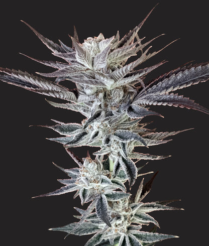Hoodwink *LIMITED (fem)