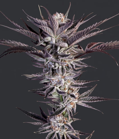 Hoodwink *LIMITED (fem)