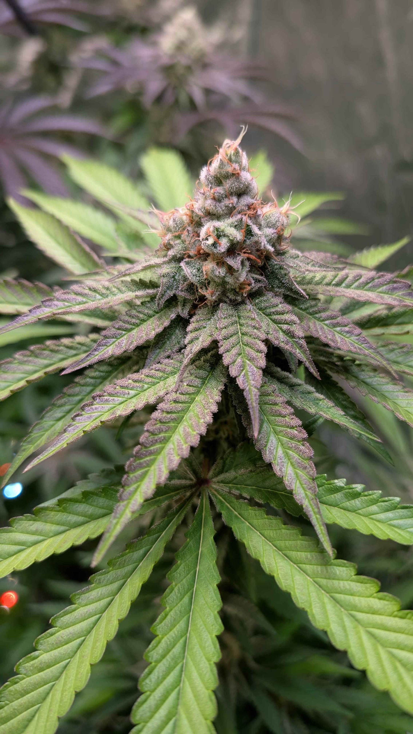 Jungle Jimmy (feminisiert)