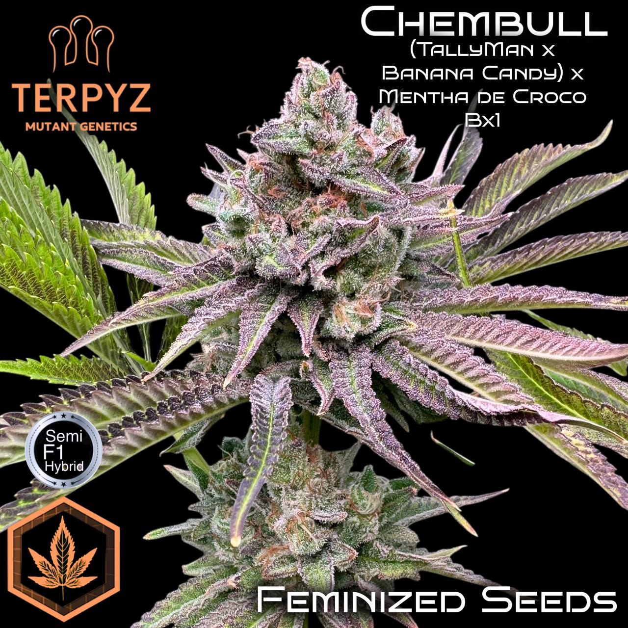 Chembull© Fem *LIMITED*