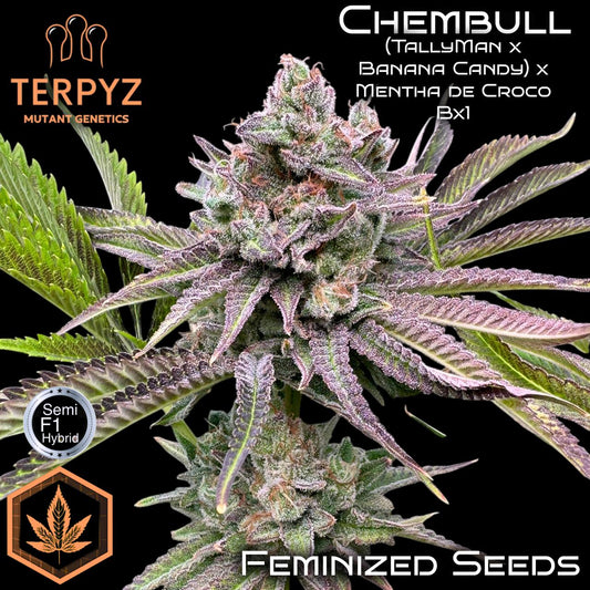 Chembull© Fem *LIMITED*