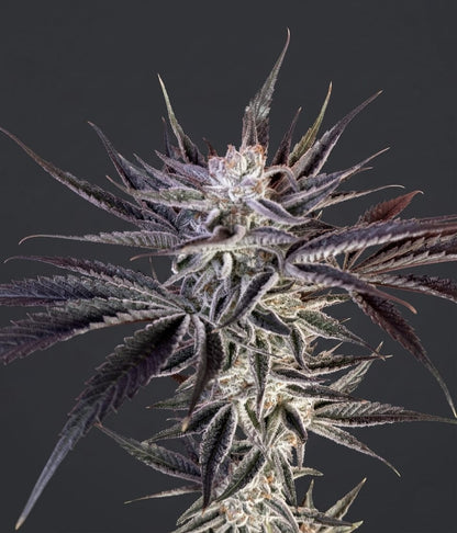 Hoodwink *LIMITED (fem)