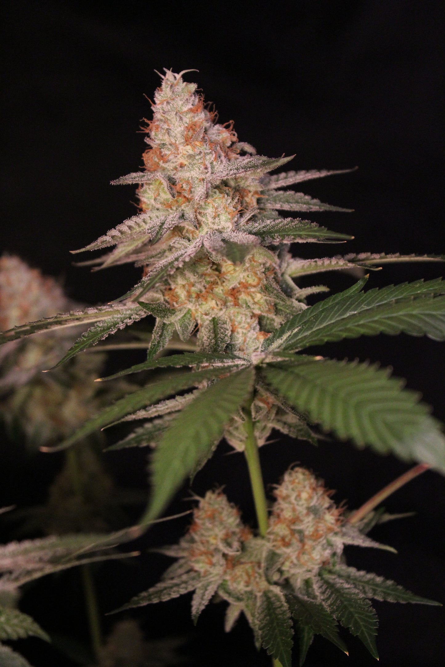 Jungle Jimmy (feminisiert)