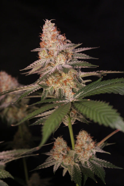 Jungle Jimmy (feminisiert)